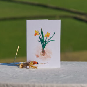 'Narcissus'