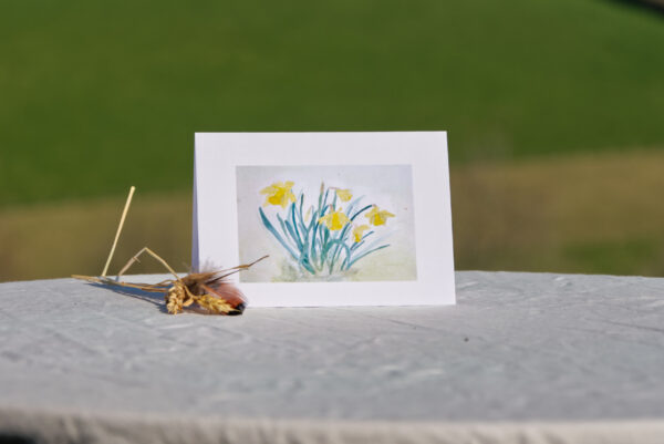 'Daffodils'